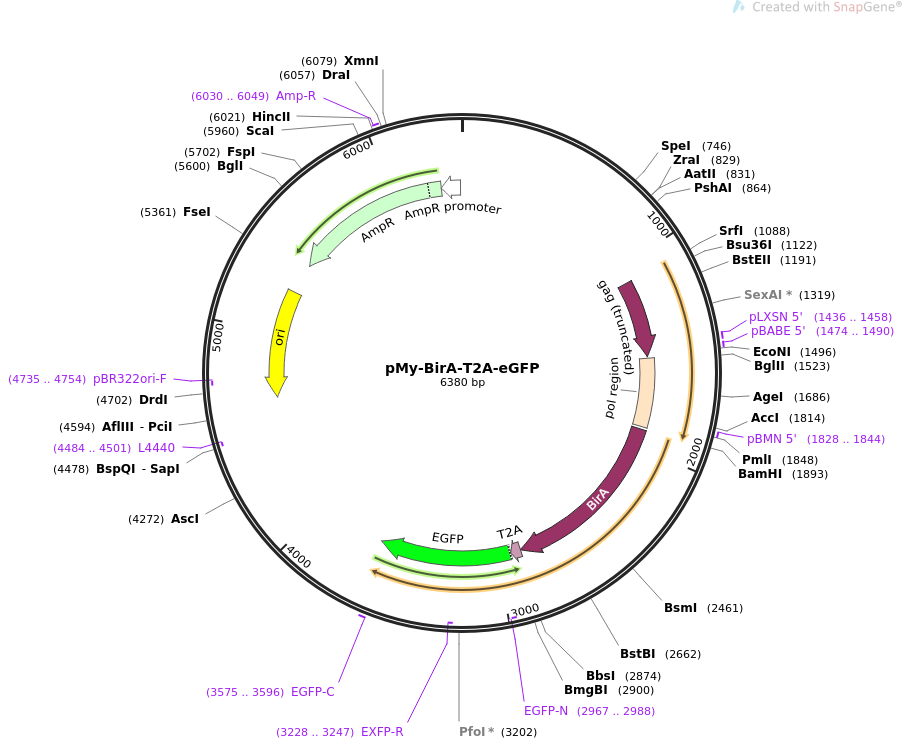 pMy-BirA-T2A-eGFP质粒图谱