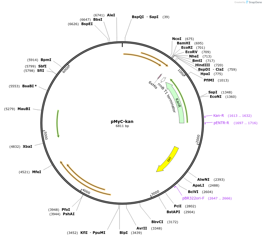 pMyC-kan载体图谱