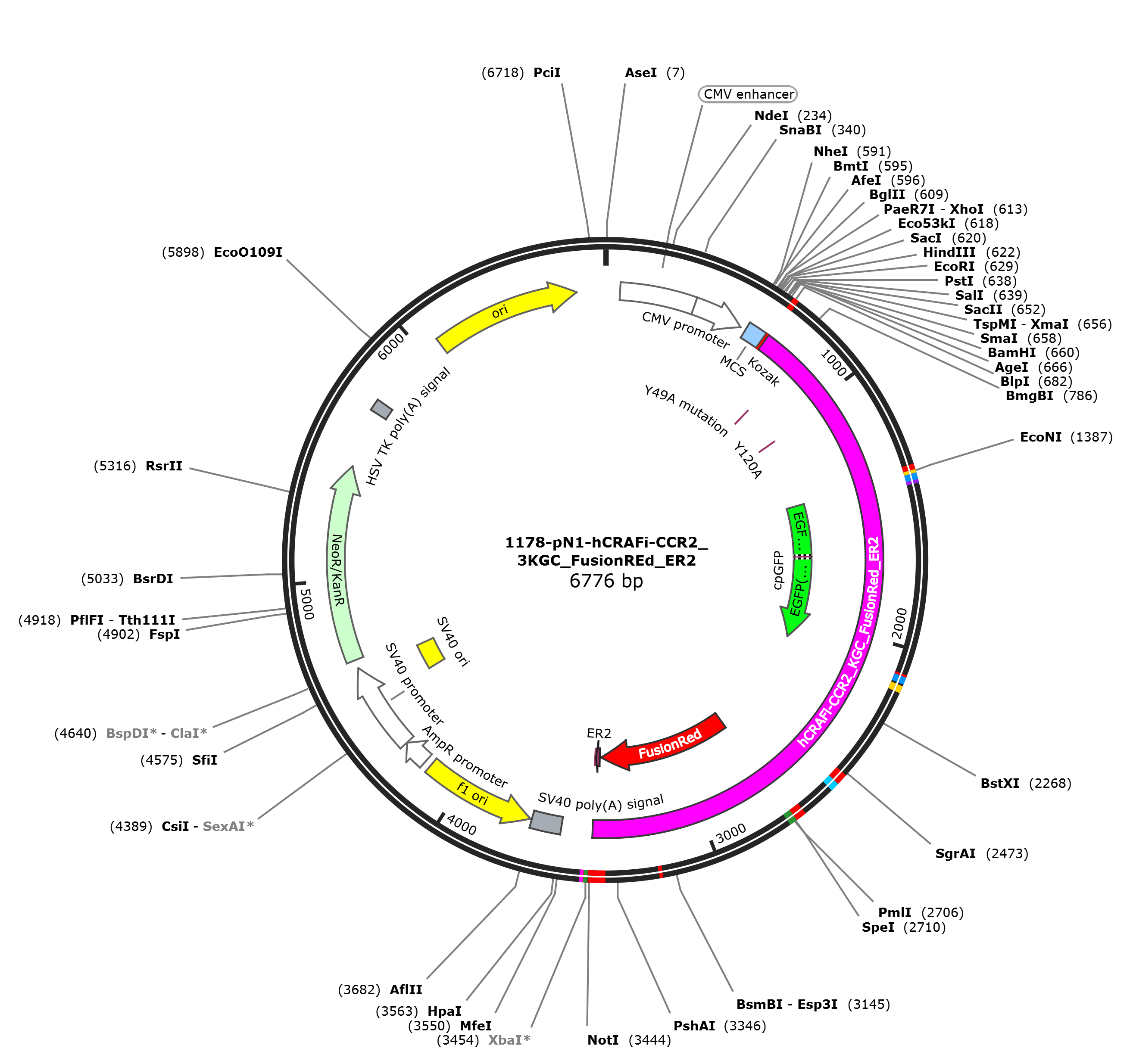pN1-hCRAFi-CCR2_3KGC_FusionREd_ER2载体图谱