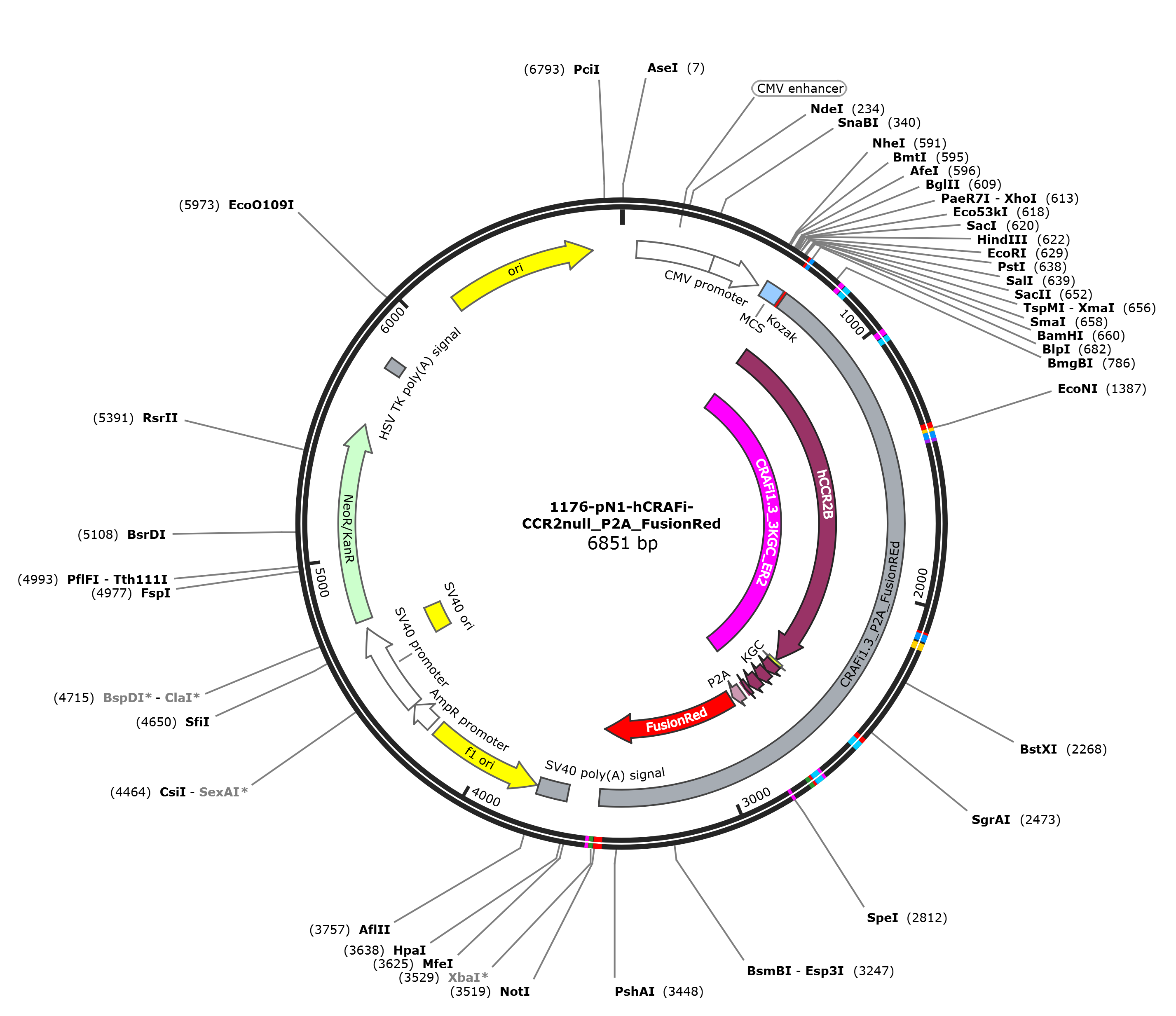 pN1-hCRAFi-CCR2null_P2A_FusionRed载体图谱