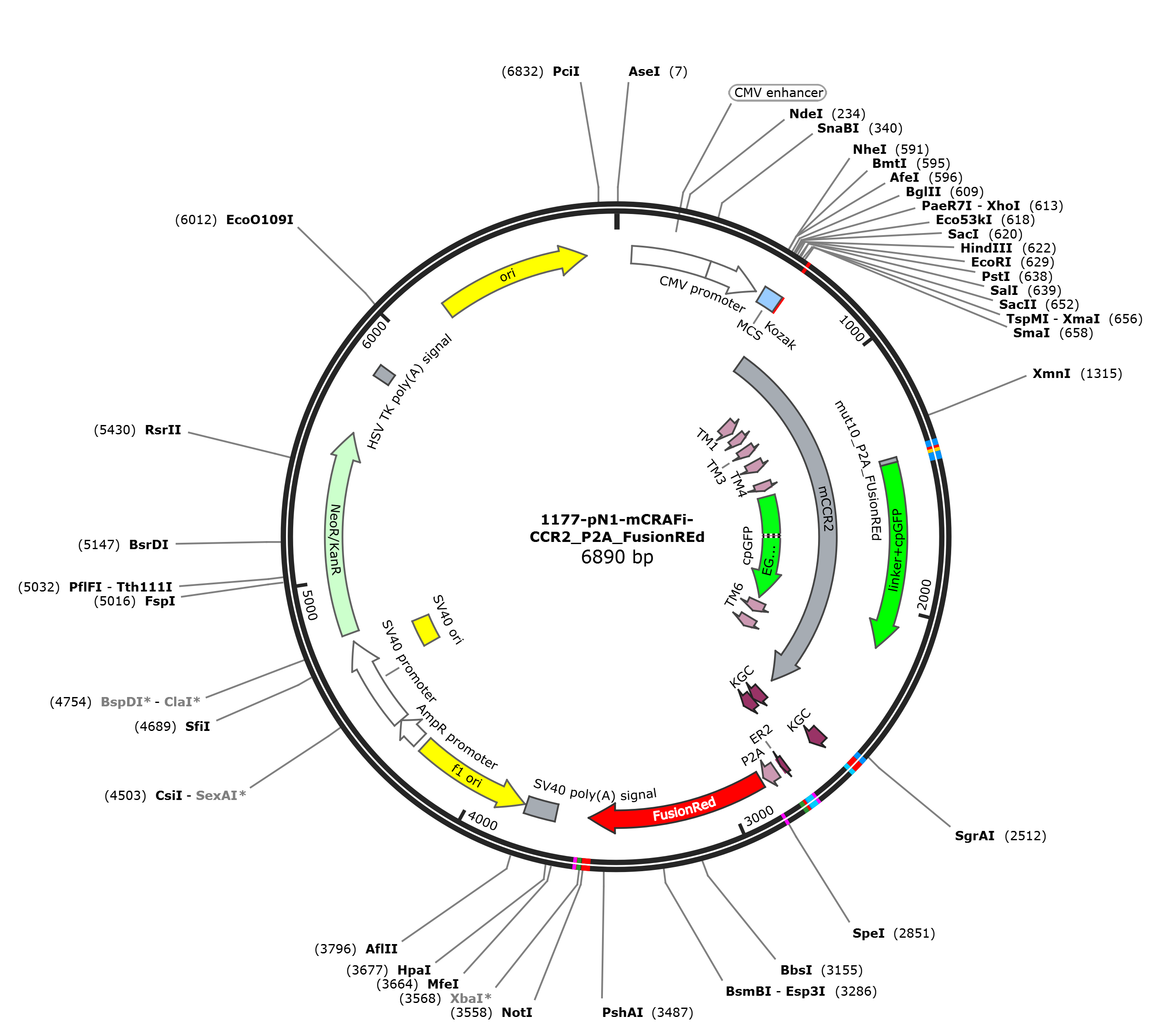 pN1-mCRAFi-CCR2_P2A_FusionREd载体图谱