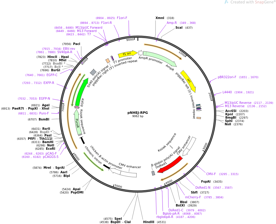 pNHEJ-RPG质粒图谱