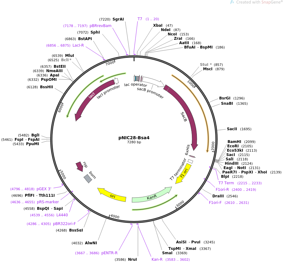 pNIC28-Bsa4质粒图谱