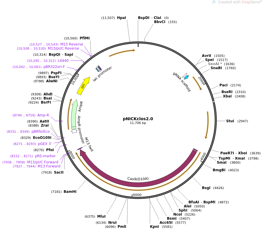 pNICKclos2.0质粒图谱