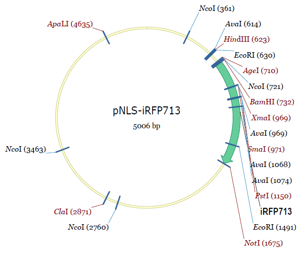 pNLS-iRFP713载体图谱