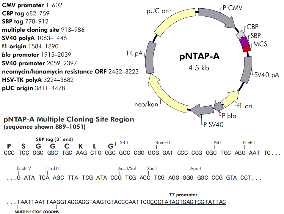 pNTAP-A载体图谱