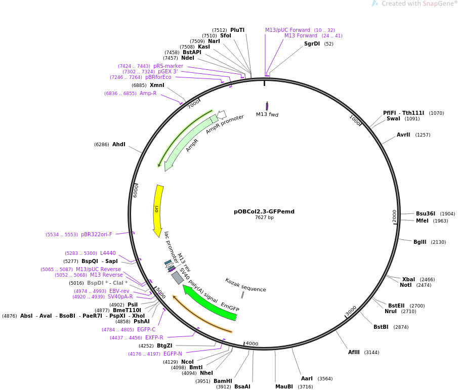 pOBCol2.3-GFPemd质粒图谱