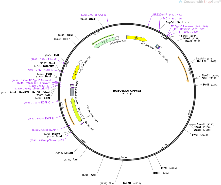 pOBCol3.6-GFPtpz质粒图谱
