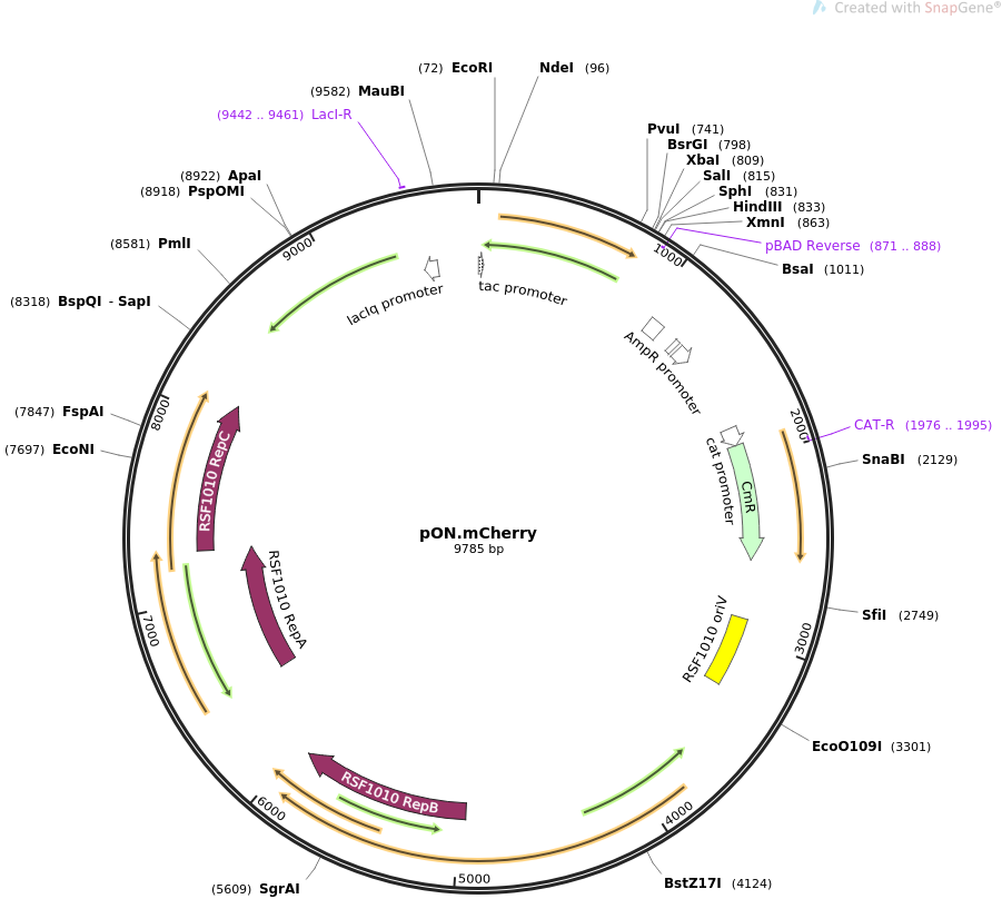 pON.mCherry质粒图谱