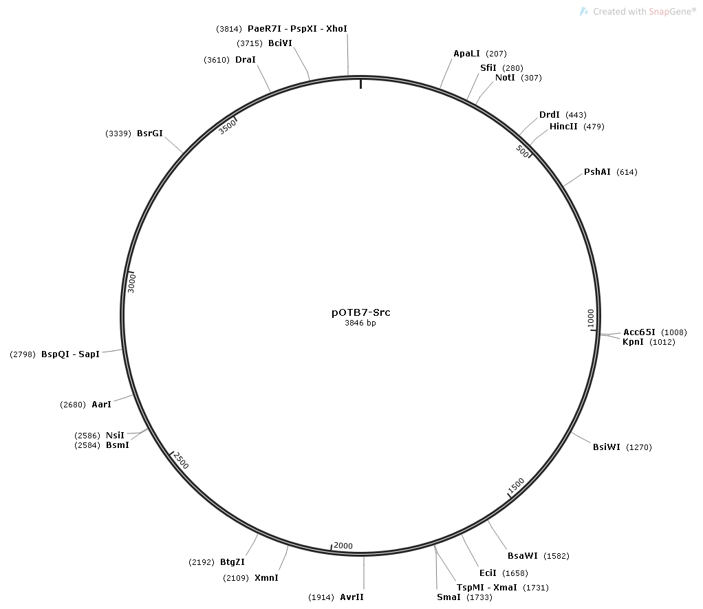 pOTB7-Src载体图谱