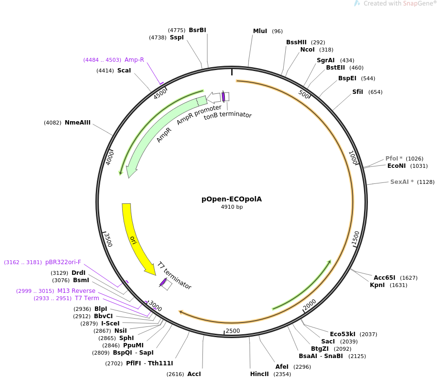 pOpen-ECOpolA载体图谱