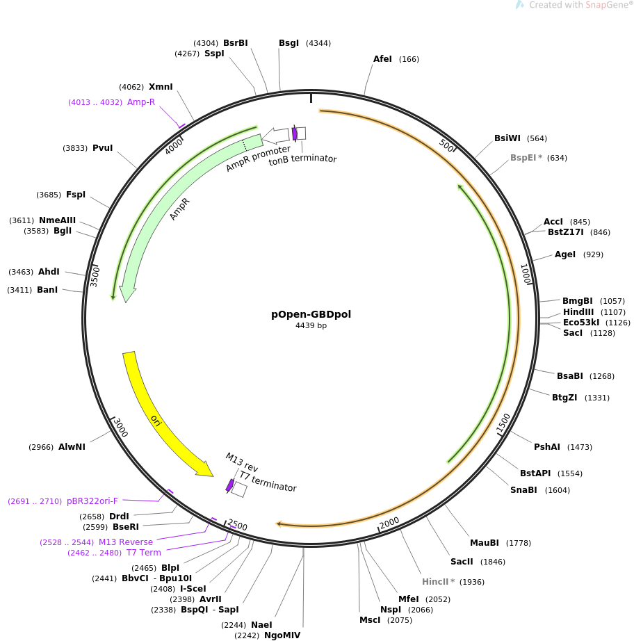 pOpen-GBDpol载体图谱