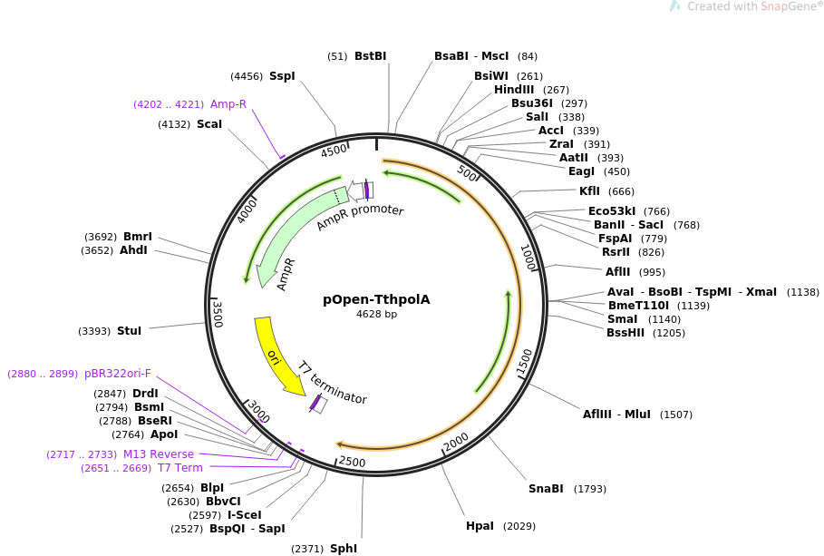 pOpen-TthpolA载体图谱
