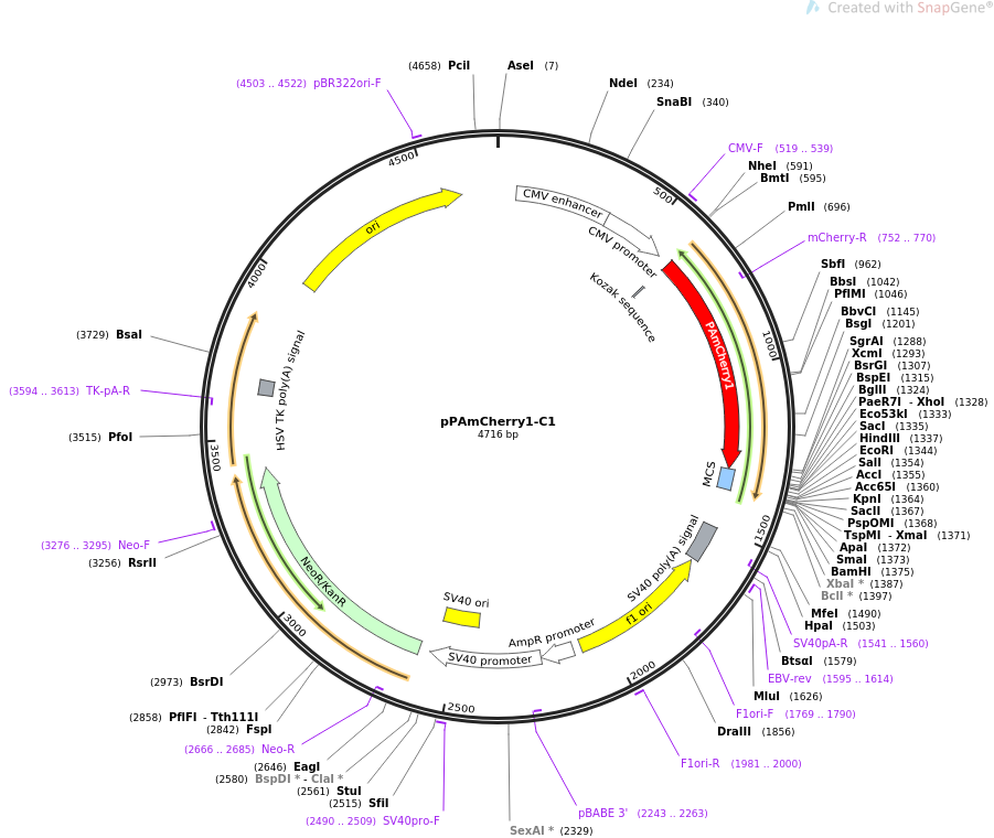 pPAmCherry1-C1质粒图谱