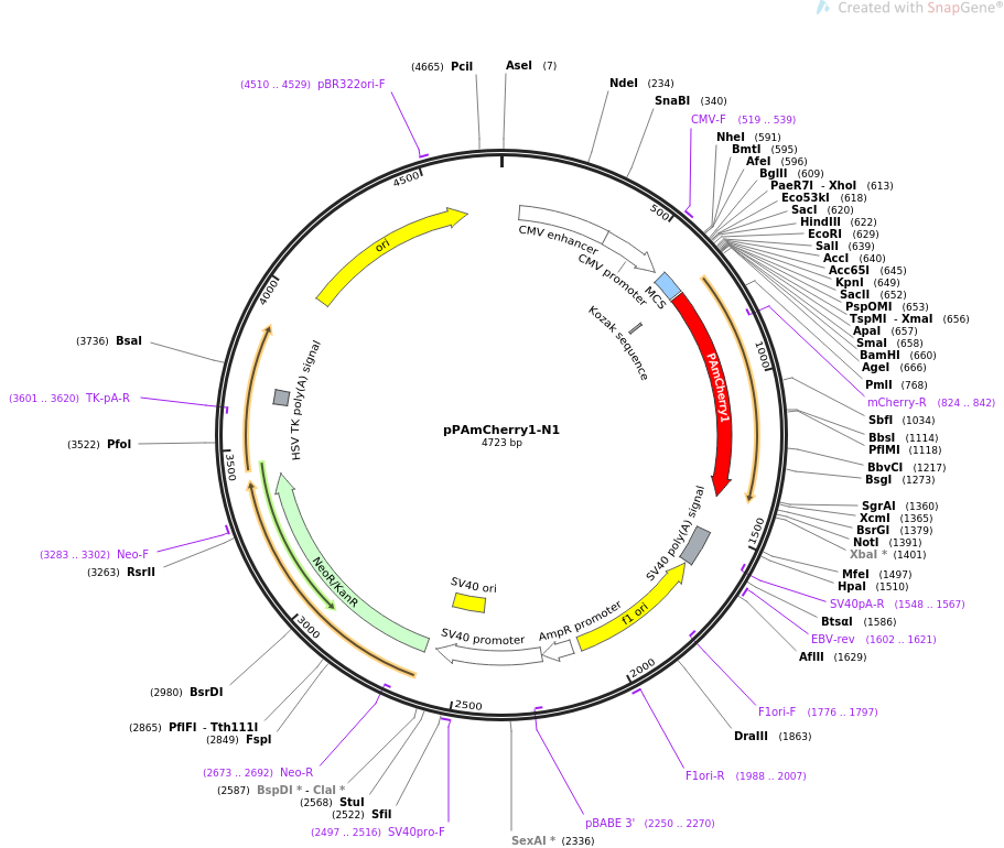 pPAmCherry1-N1质粒图谱