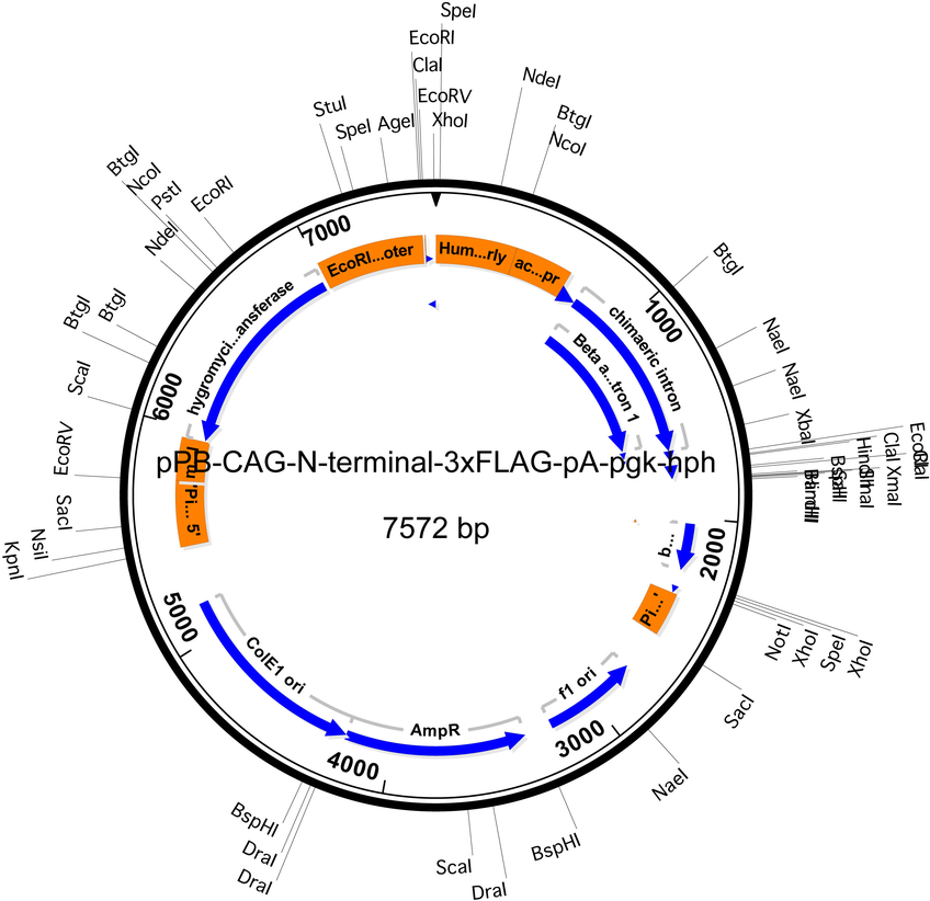 pPB-CAG-3xFLAG-empty-pgk-hph载体图谱