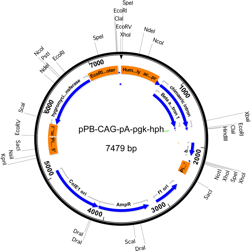 pPB-CAG-empty-pgk-hph质粒图谱