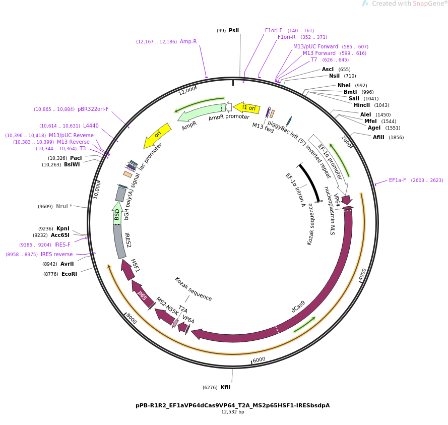 pPB-R1R2_EF1aVP64dCas9VP64_T2A_MS2p65HSF1-IRESbsdpA载体图