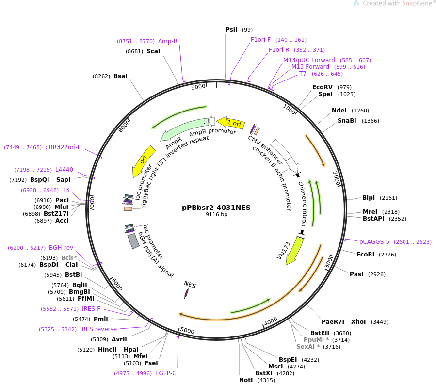 pPBbsr2-4031NES质粒图谱