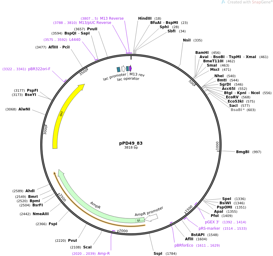 pPD49_83质粒图谱