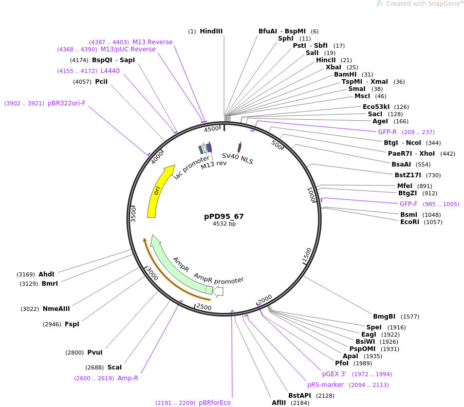 pPD95_67质粒图谱