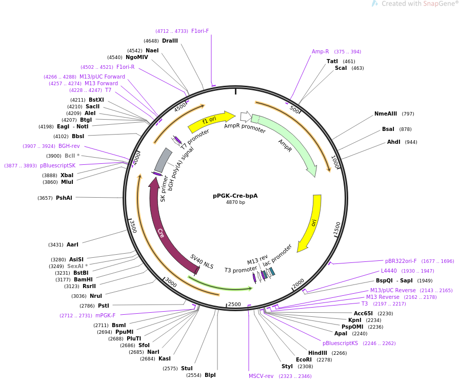pPGK-Cre-bpA质粒图谱