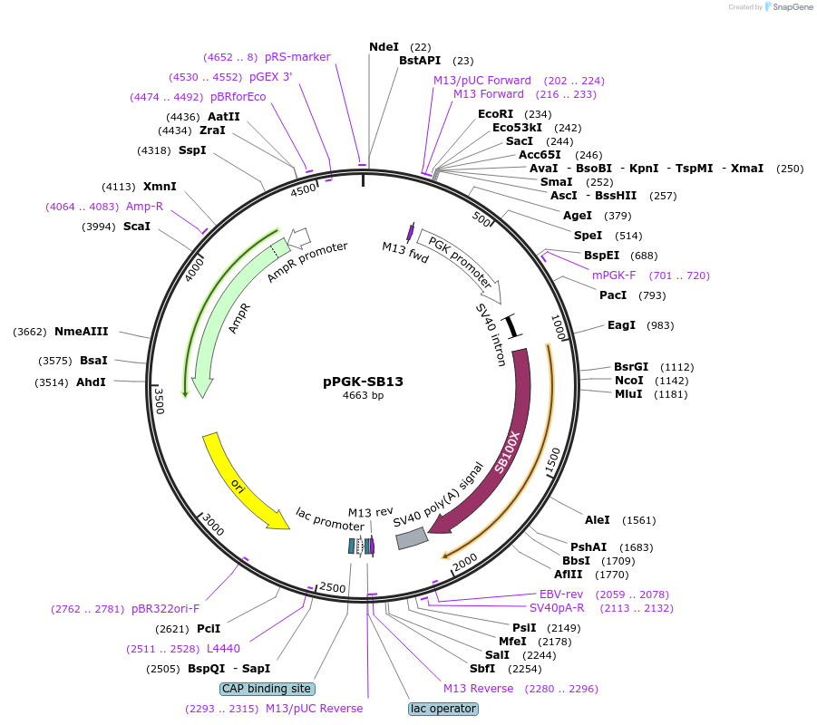 pPGK-SB13载体图谱