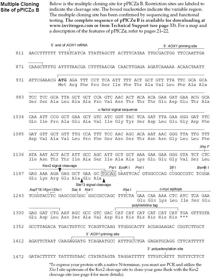 pPICZalpha B多克隆位点