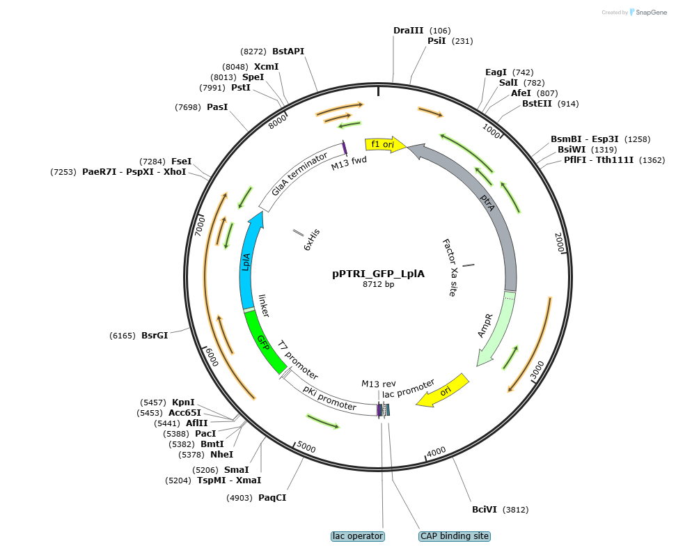 pPTRI_GFP_LplA载体图谱