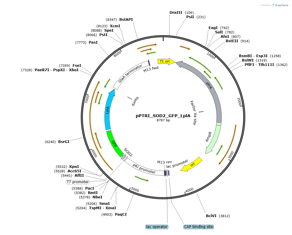pPTRI_SOD2_GFP_LplA载体图谱