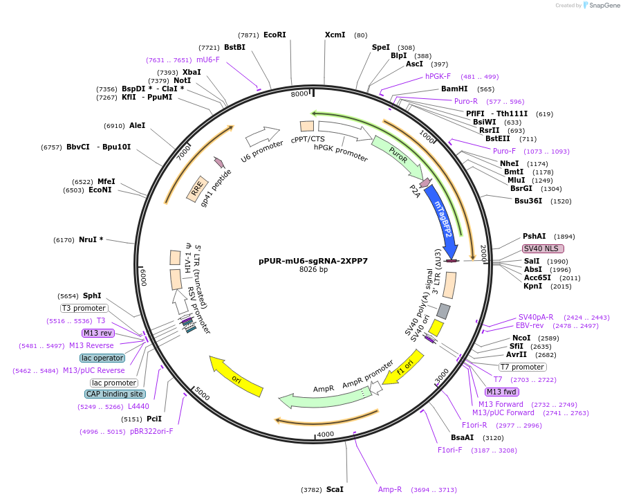 pPUR-mU6-sgRNA-2XPP7载体图谱