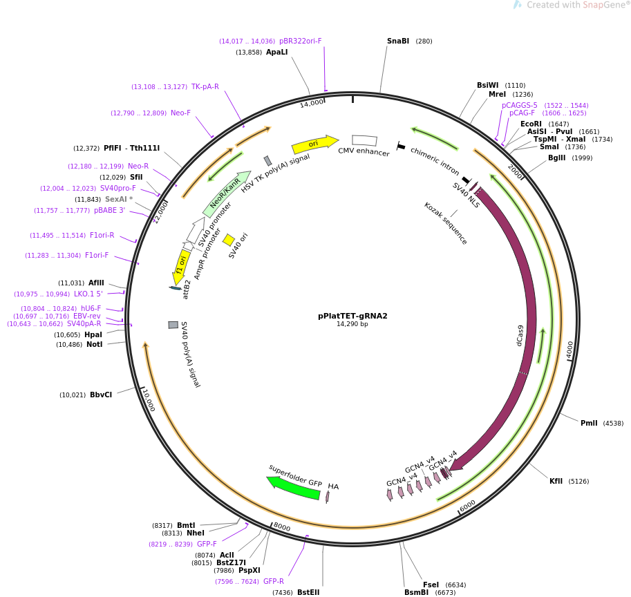 pPlatTET-gRNA2质粒图谱