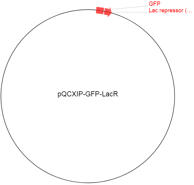 pQCXIP-GFP-LacR载体图谱