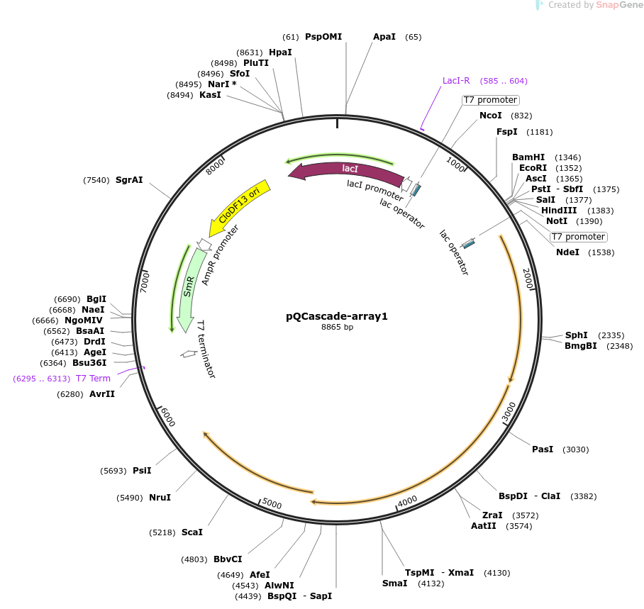 pQCas-8array载体图谱