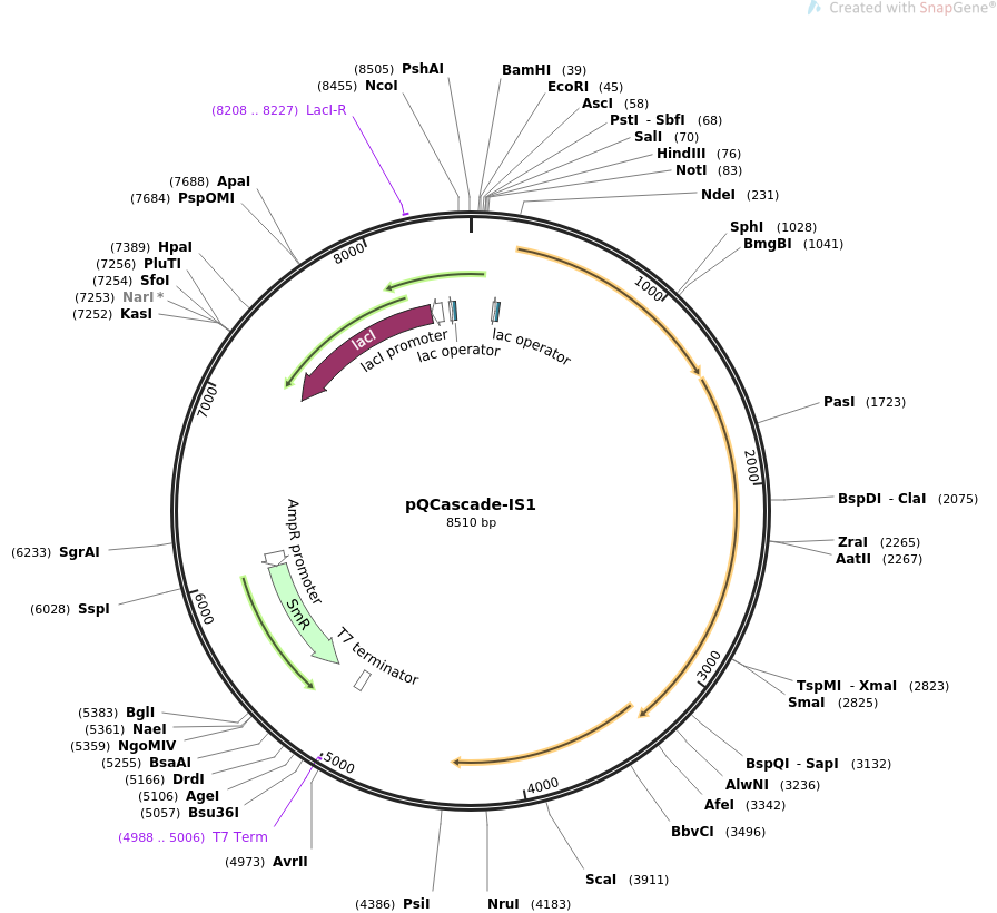 pQCascade-IS1质粒图谱