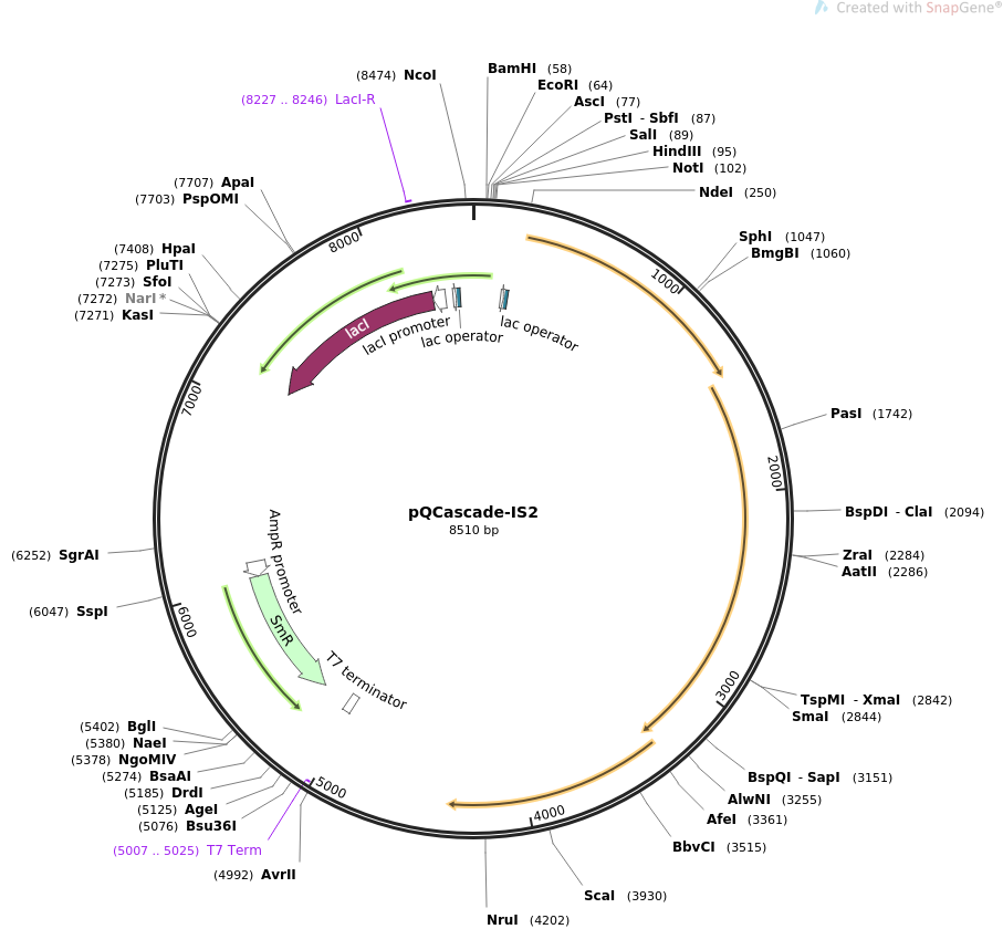 pQCascade-IS2载体图谱