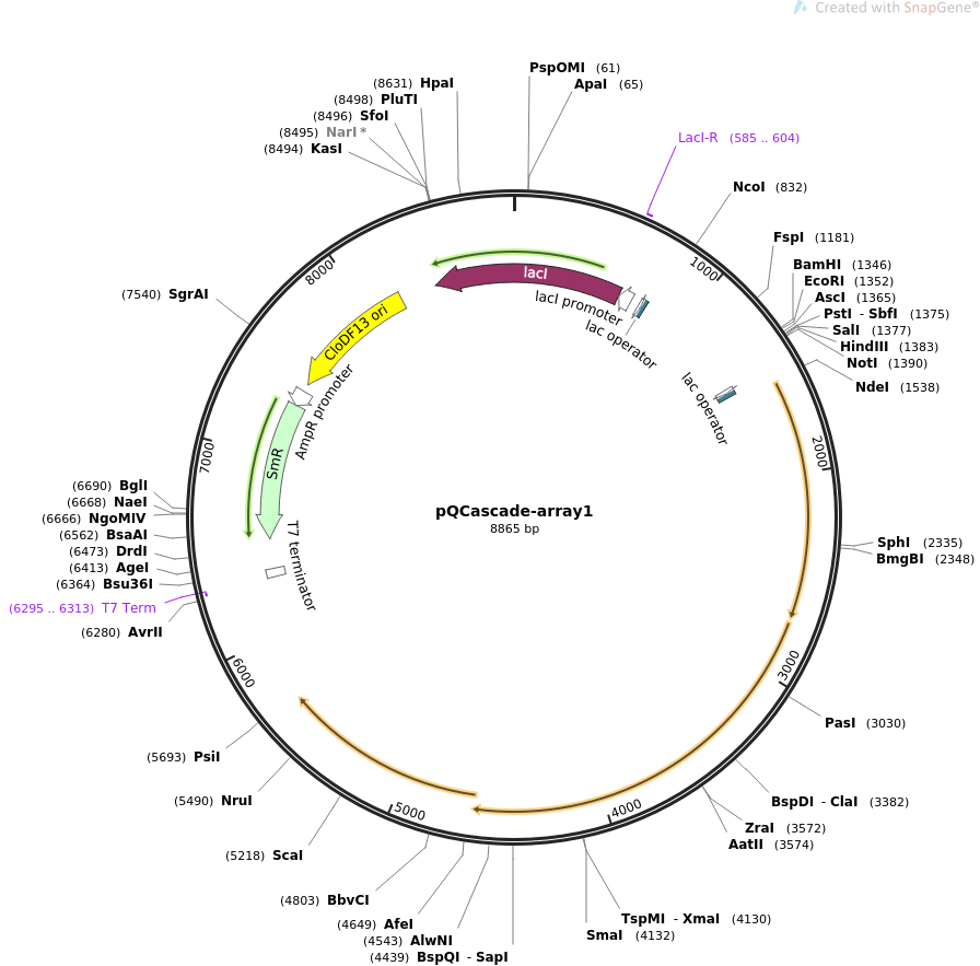 pQCascade-array1质粒图谱