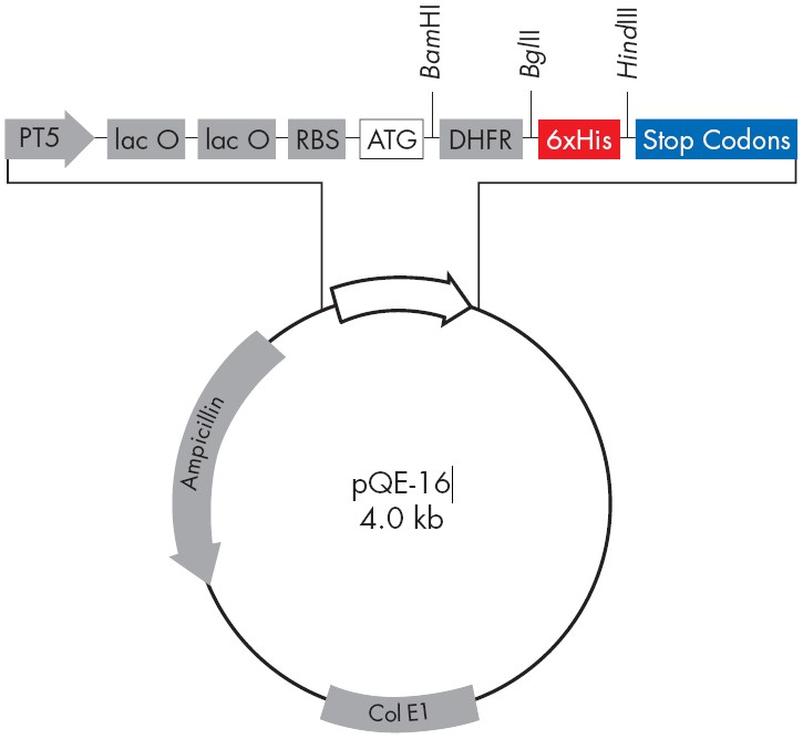 pQE-16载体图谱