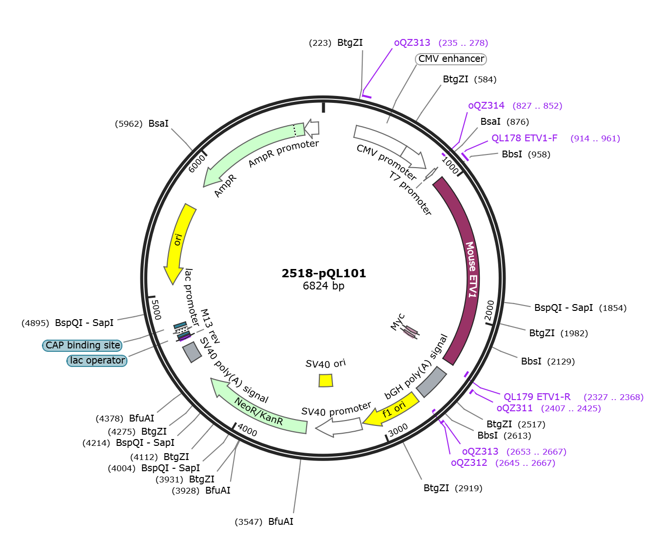 pQL101载体图谱