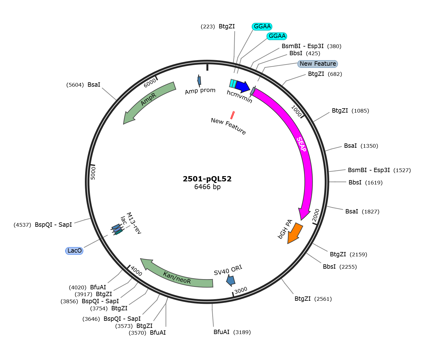 pQL52载体图谱