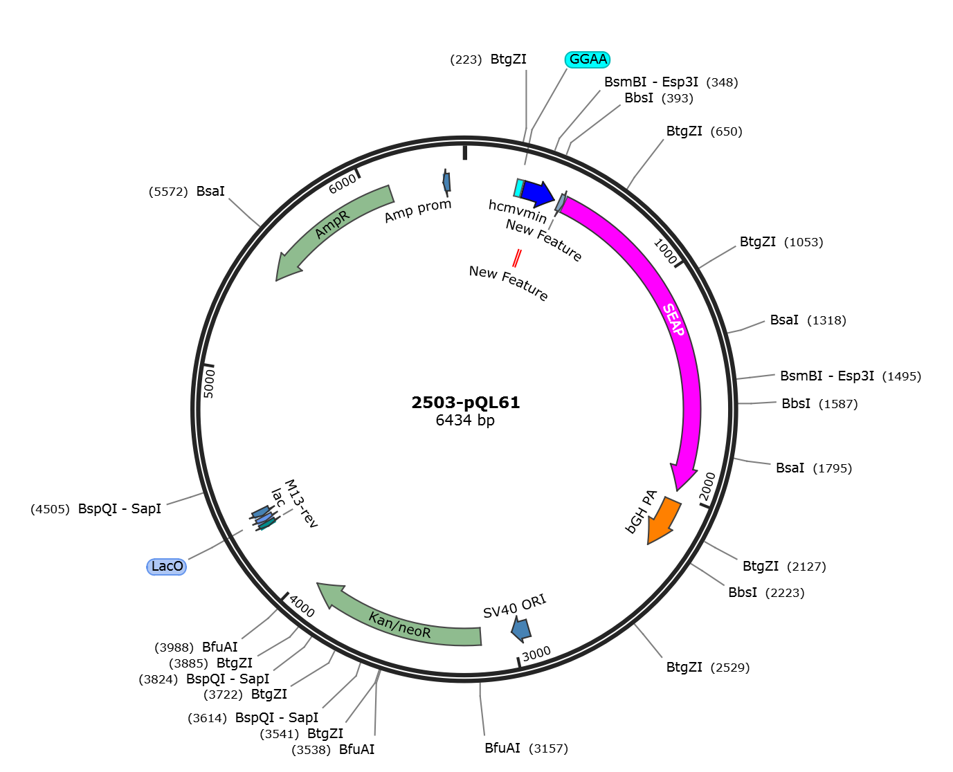 pQL61载体图谱