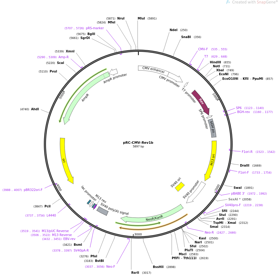 pRC-CMV-Rev1b载体图谱