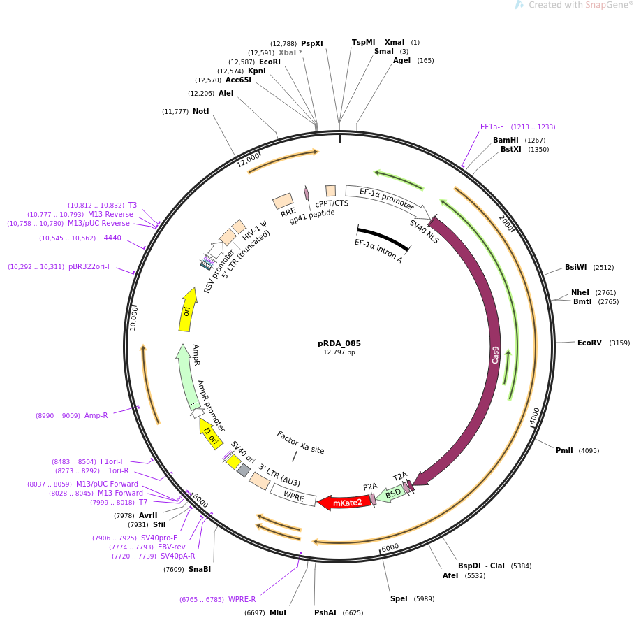 pRDA_085质粒图谱