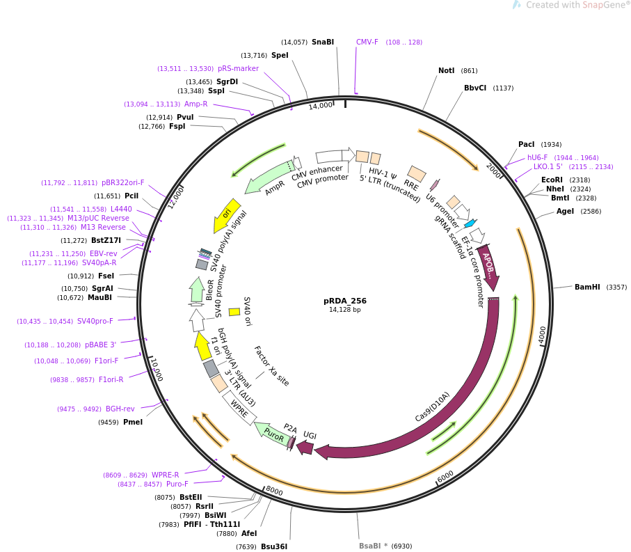 pRDA_256质粒图谱