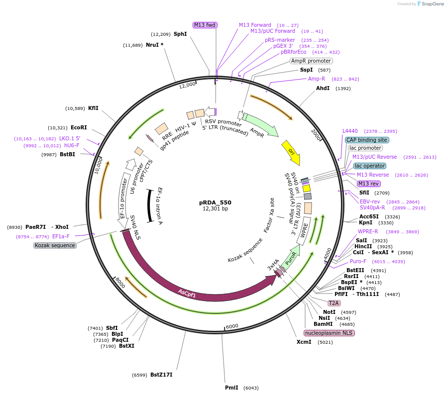 pRDA_550载体图谱
