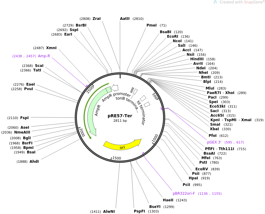 pRE57-Ter载体图谱