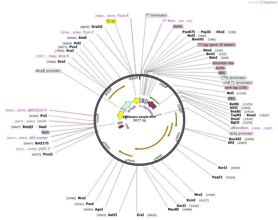 pREDawn-AmpR-MCS载体图谱