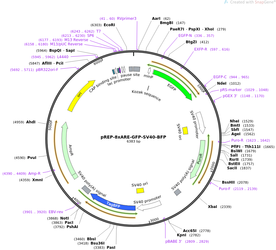 pREP-8xARE-GFP-SV40-BFP质粒图谱