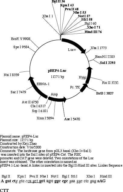 pREP4-Luc质粒图谱