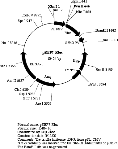 pREP7-RLuc质粒图谱